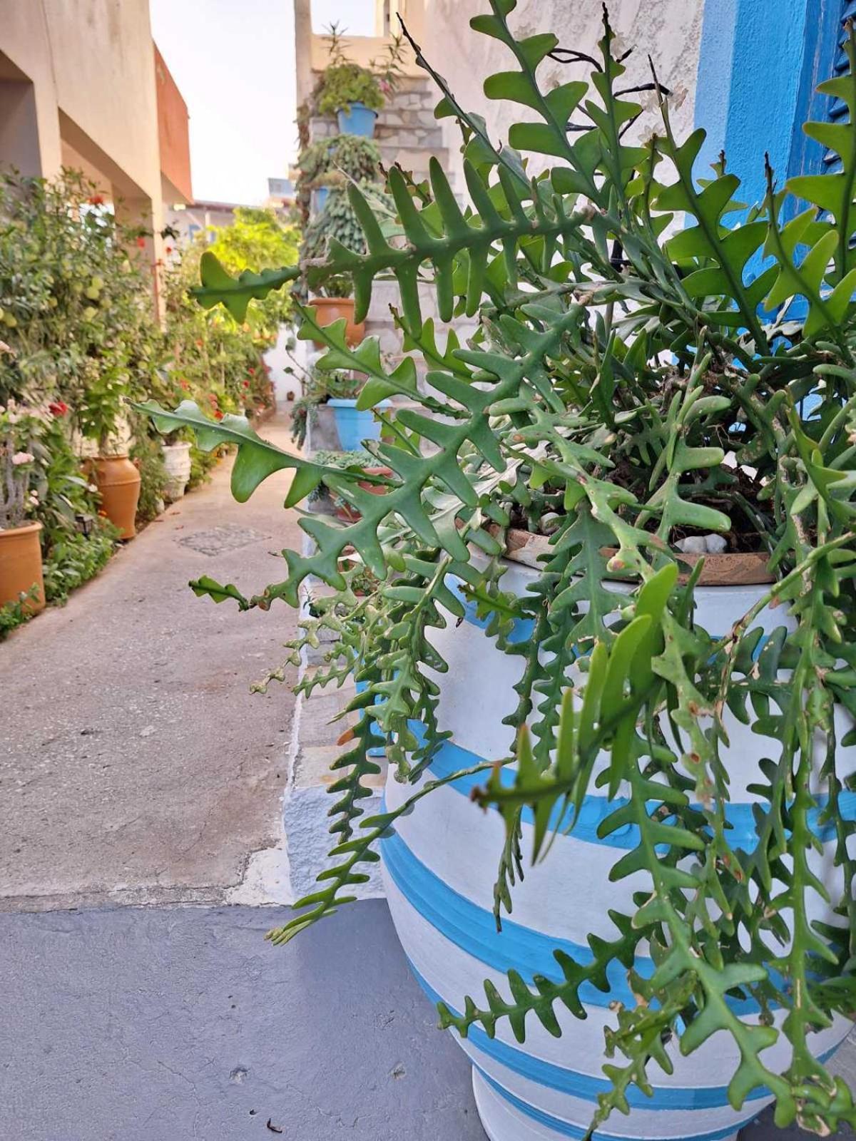 βig βlue Appartement Makrýgialos